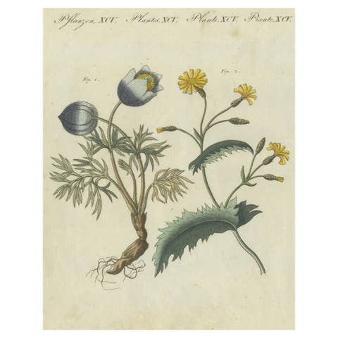 Botanical Print: Papaver and Hieracium Species from a Natural History Collection
