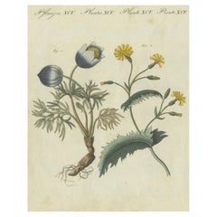 Impression botanique : spécimens de Papaver et de Hieracium d'une collection d'histoire naturelle