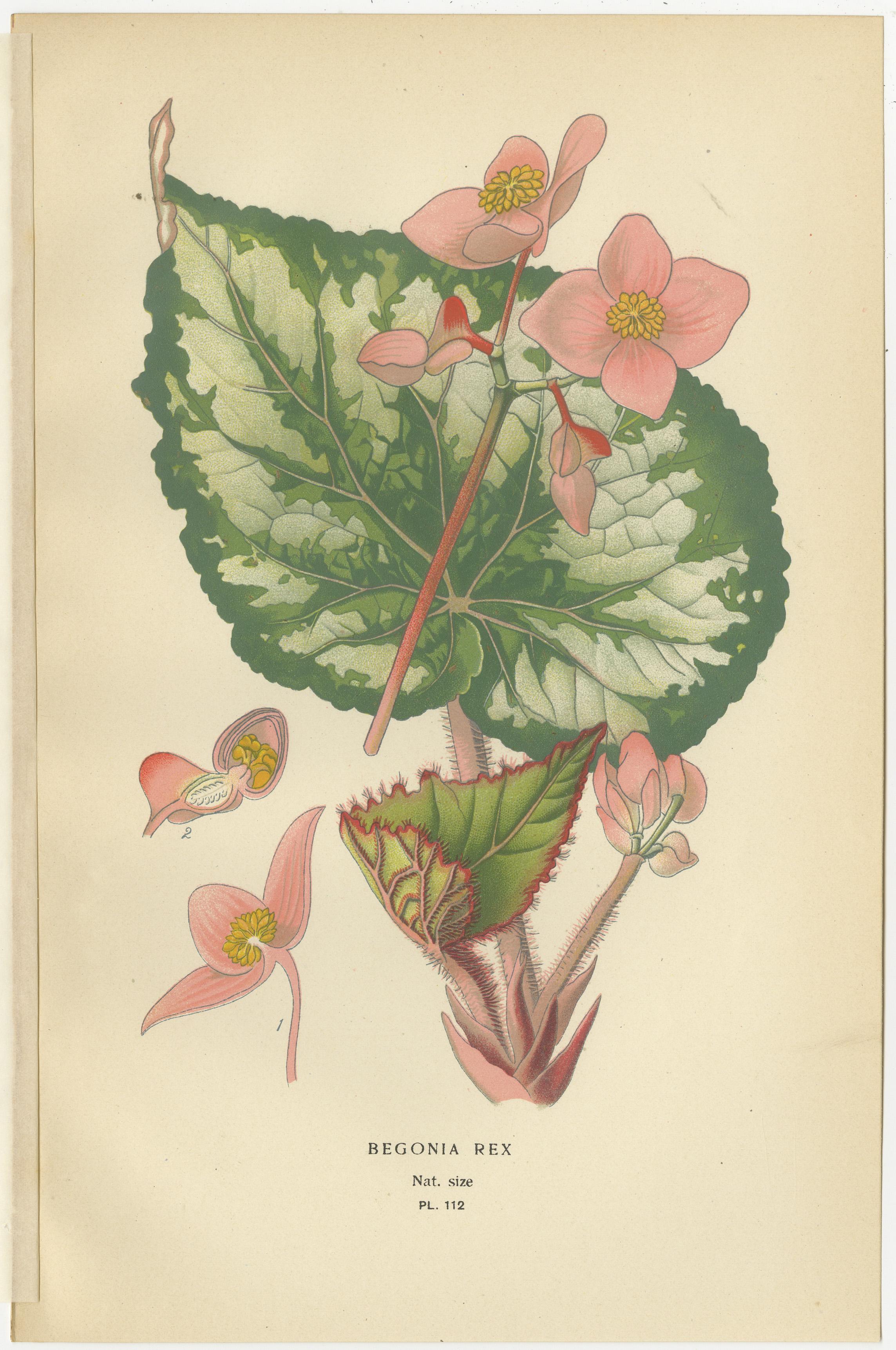 Trio von antiken botanischen Begonien-Drucken: Begonia Rex, Begonia Fuchsioides & Begonia Semperflorens  

Dieses entzückende Set aus antiken botanischen Drucken zeigt drei elegante Begonien: 