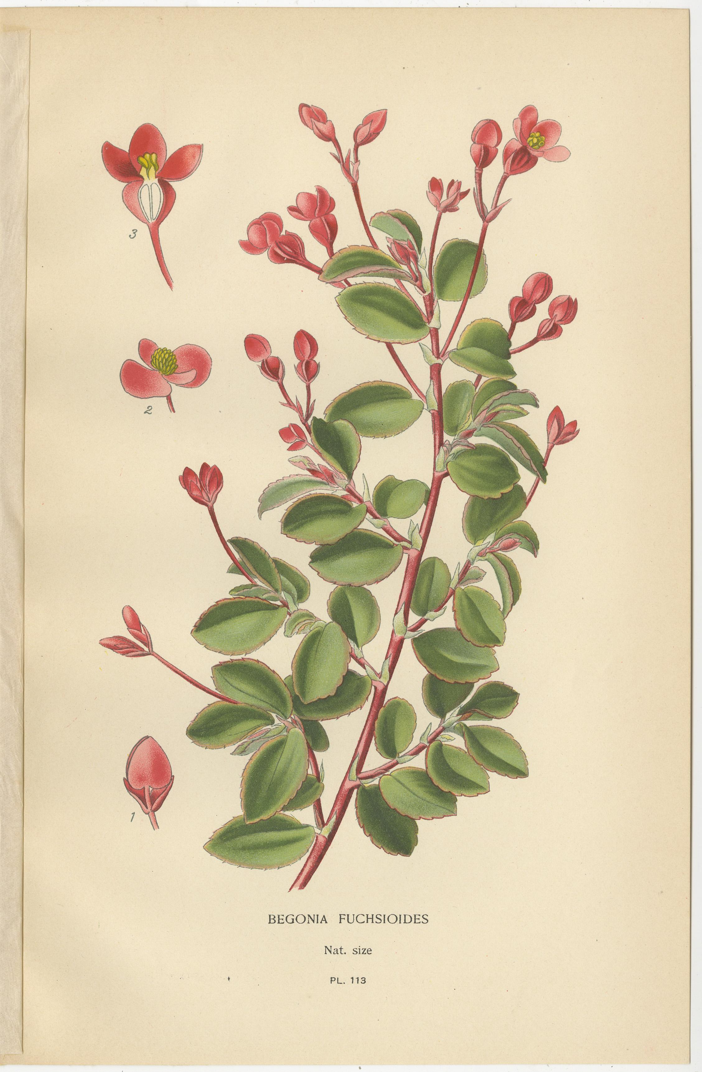 botanische Drucke: Begonia Rex, Begonia Fuchsioides und Begonia Semperflorens, 1897 im Zustand „Gut“ im Angebot in Langweer, NL