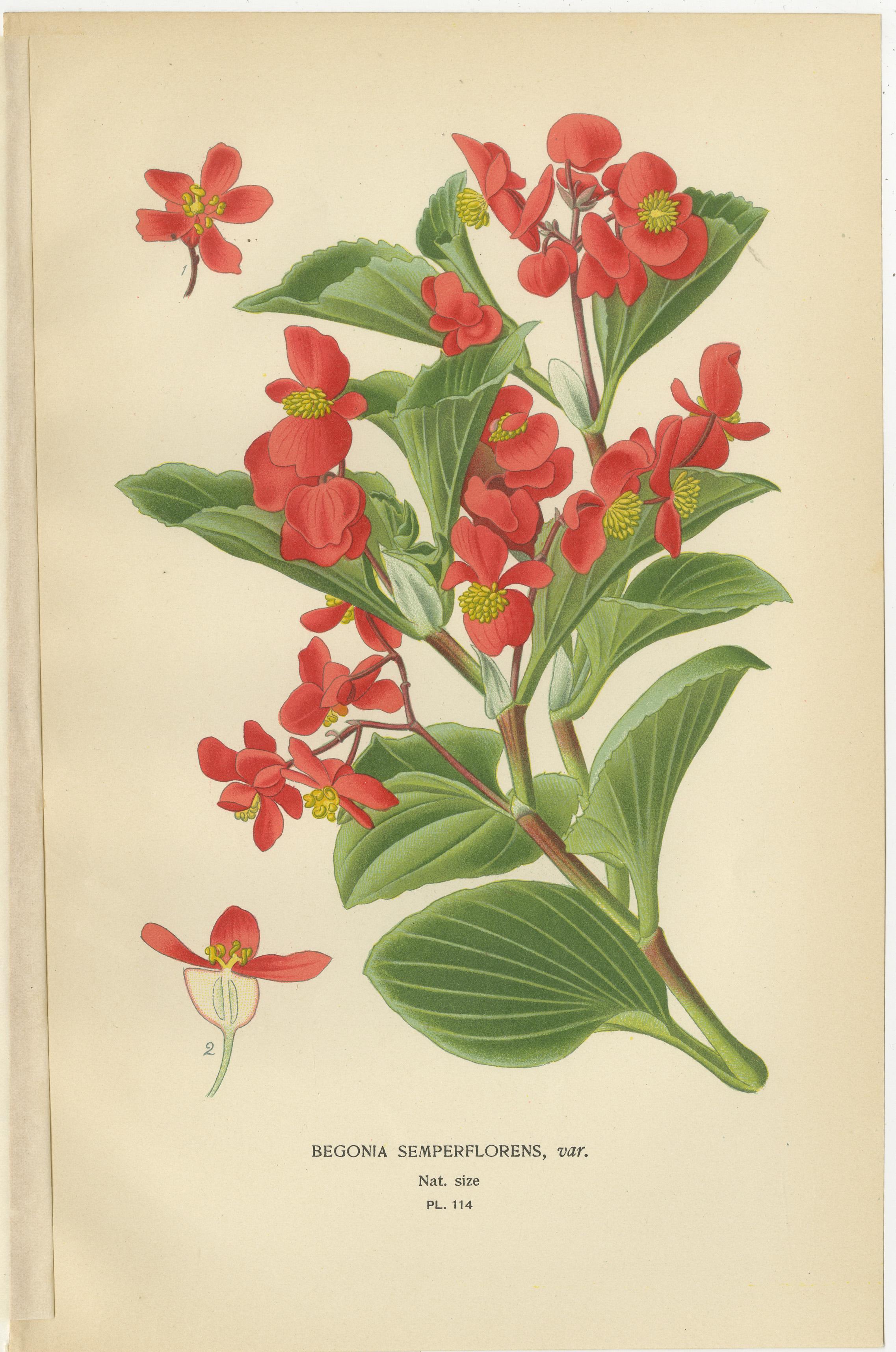 botanische Drucke: Begonia Rex, Begonia Fuchsioides und Begonia Semperflorens, 1897 (Spätes 19. Jahrhundert) im Angebot