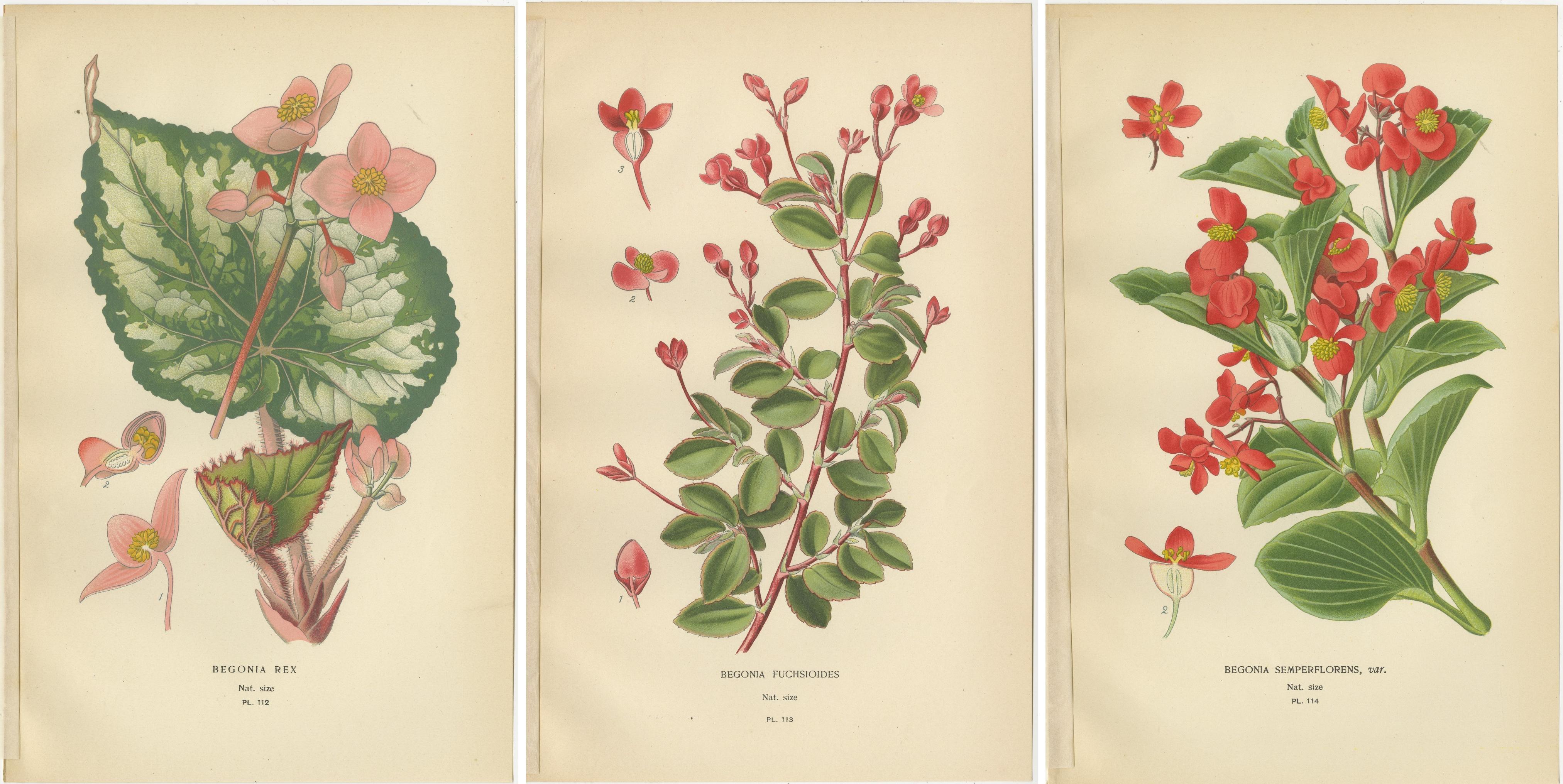 botanische Drucke: Begonia Rex, Begonia Fuchsioides und Begonia Semperflorens, 1897 (Papier) im Angebot