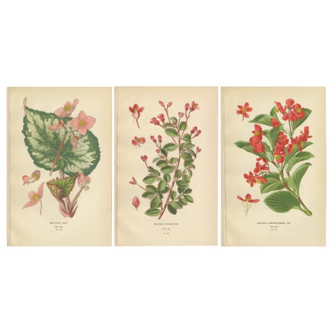Botanical Prints: Begonia Rex, Begonia Fuchsioides & Begonia Semperflorens, 1897