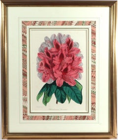 Stampe botaniche di Sir Joseph Paxton tratte da *The Magazine of Botany*