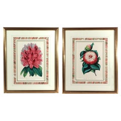 Stampe botaniche di Sir Joseph Paxton tratte da *The Magazine of Botany*
