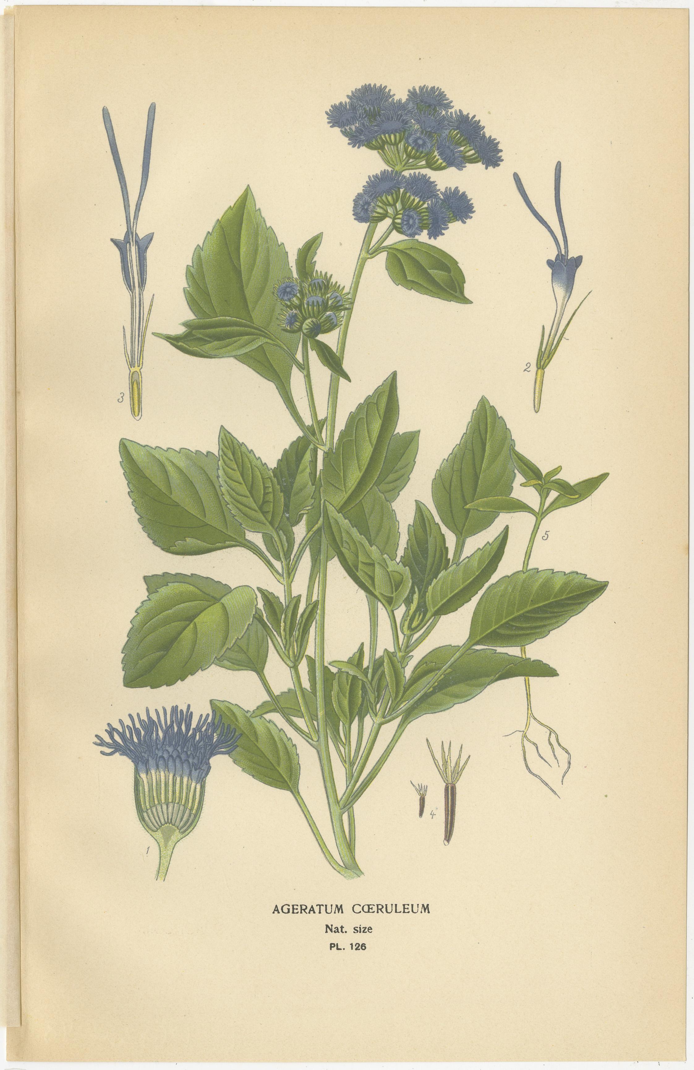 Impresiones botánicas: Escabiosa del Cáucaso, Ageratum Cœruleum y Vara de Oro Canadiense en Bueno estado para la venta en Langweer, NL