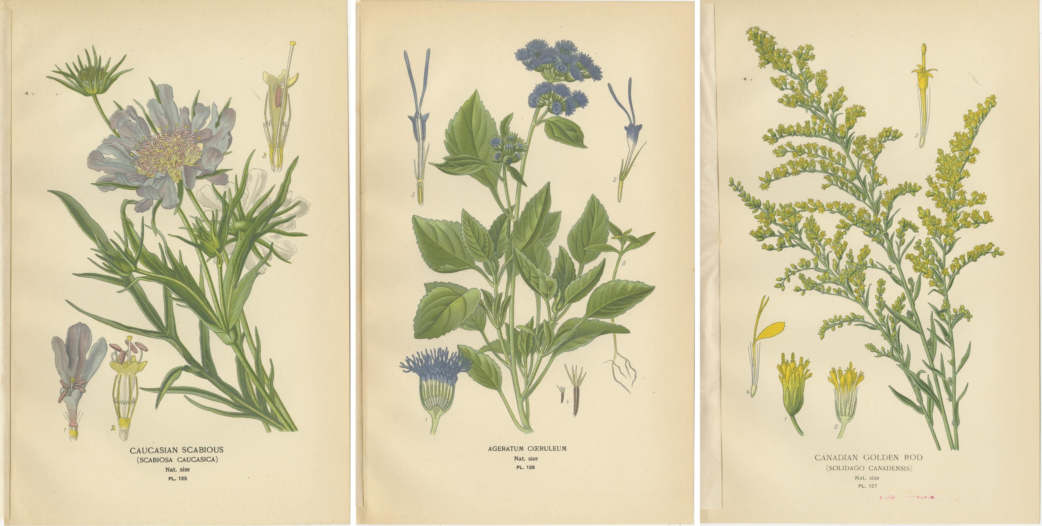Impresiones botánicas: Escabiosa del Cáucaso, Ageratum Cœruleum y Vara de Oro Canadiense Papel en venta