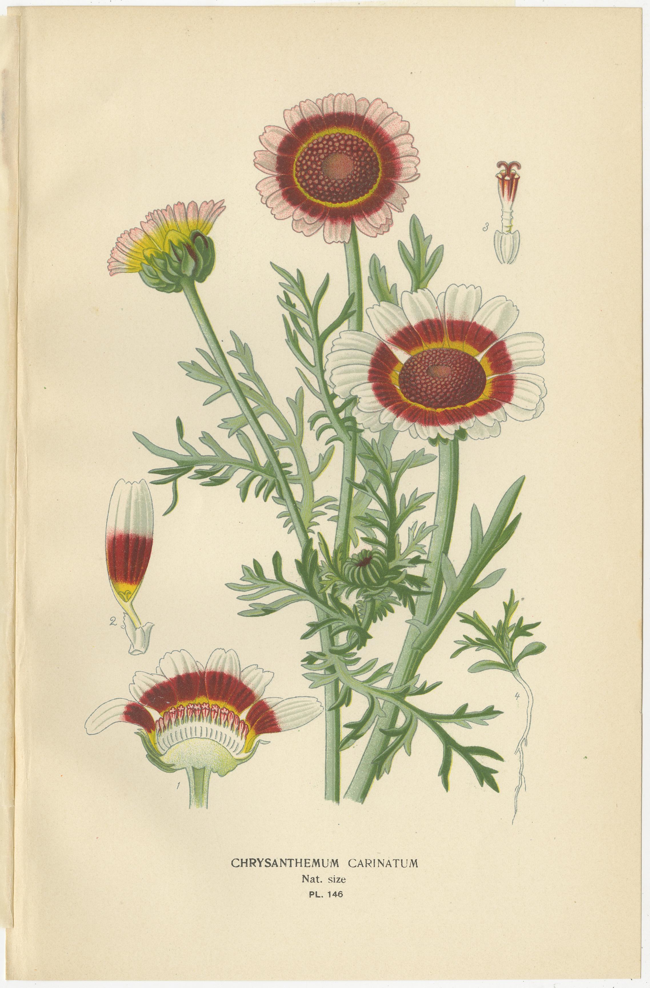 Trio d'estampes botaniques anciennes : Chrysanthemum Carinatum, Paris Daisy & Chrysanthemums  
 
Cet ensemble exquis de gravures botaniques anciennes met en valeur le 