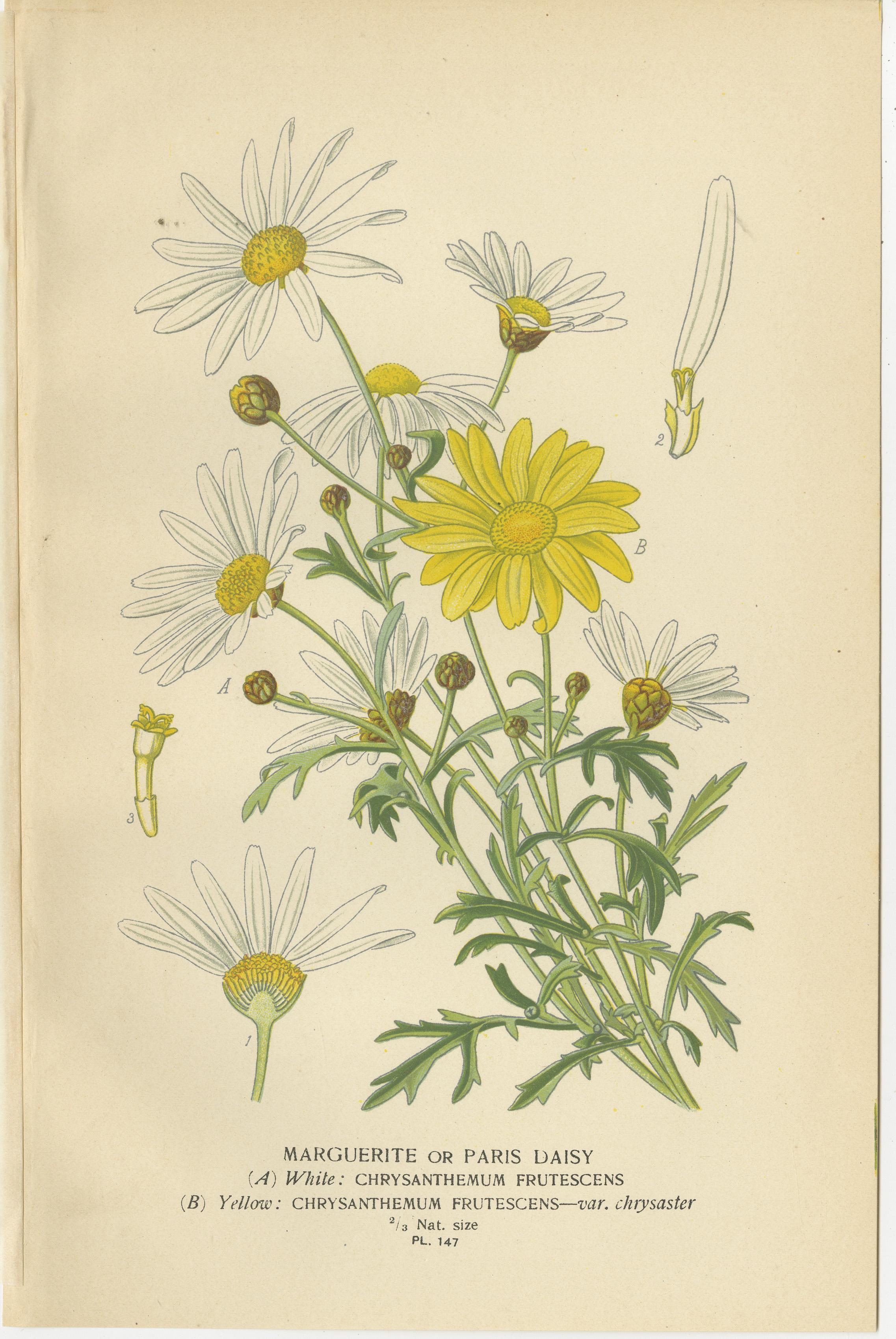 Impressions botaniques : Chrysanthème Carinatum, Paris Daisy & Chrysanthèmes, 1897 Bon état - En vente à Langweer, NL