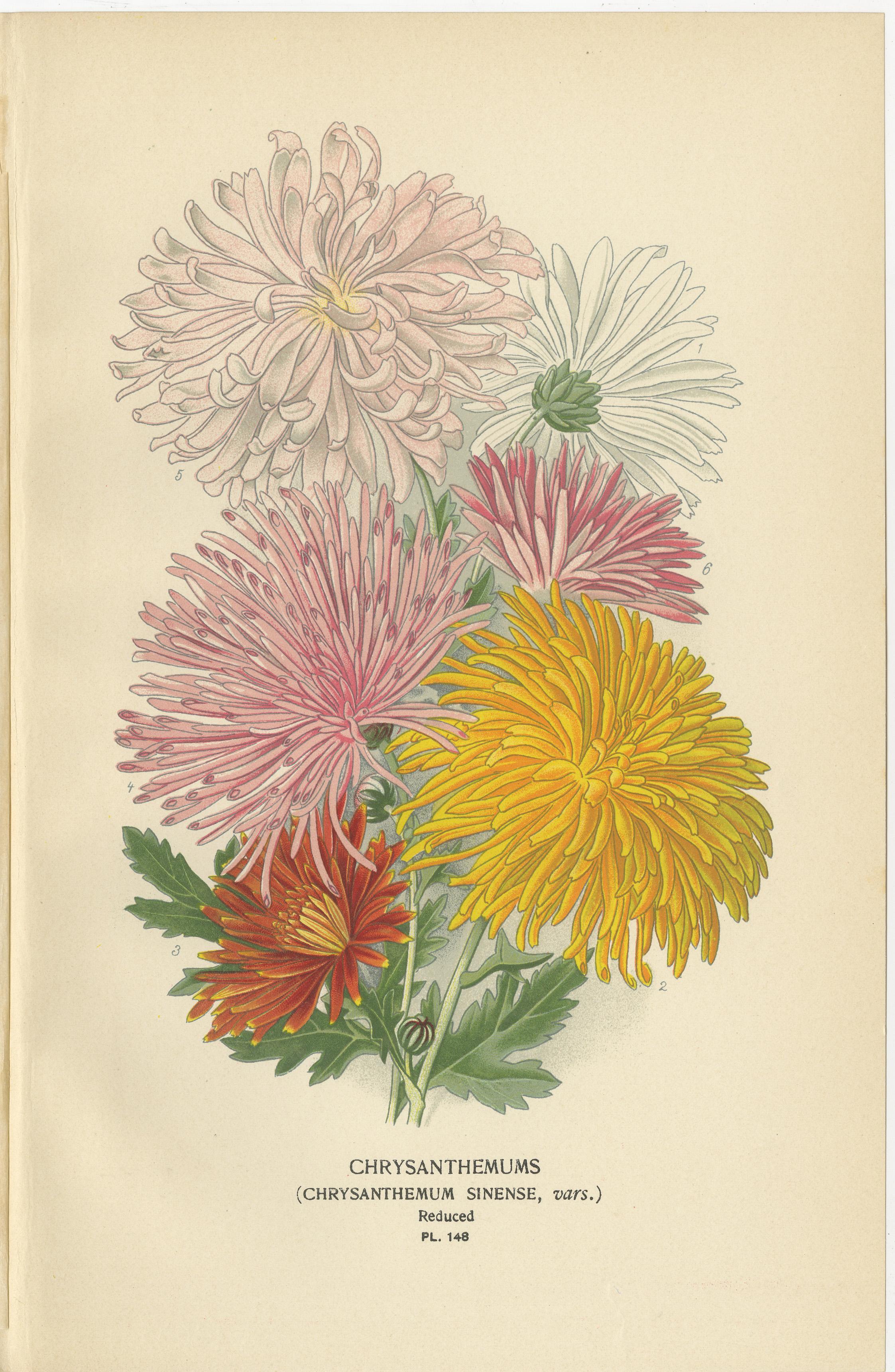 Fin du XIXe siècle Impressions botaniques : Chrysanthème Carinatum, Paris Daisy & Chrysanthèmes, 1897 en vente