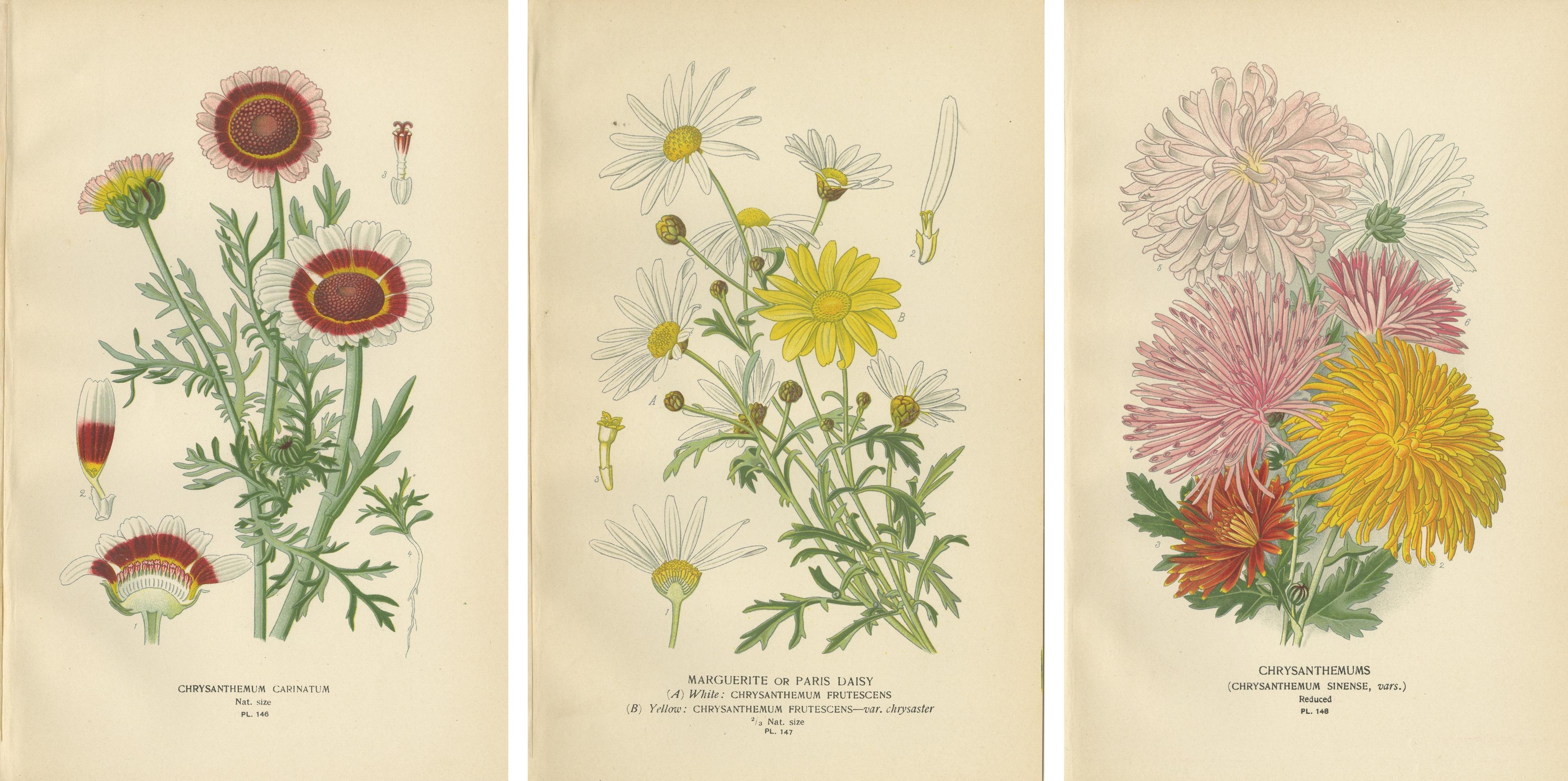 Papier Impressions botaniques : Chrysanthème Carinatum, Paris Daisy & Chrysanthèmes, 1897 en vente