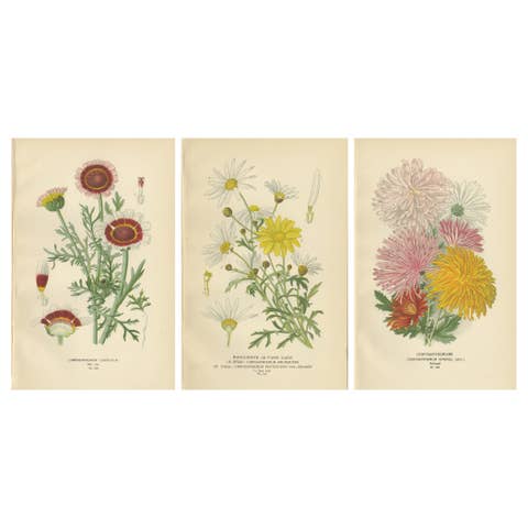 Botanical Prints: Chrysanthemum Carinatum, Paris Daisy & Chrysanthemums, 1897