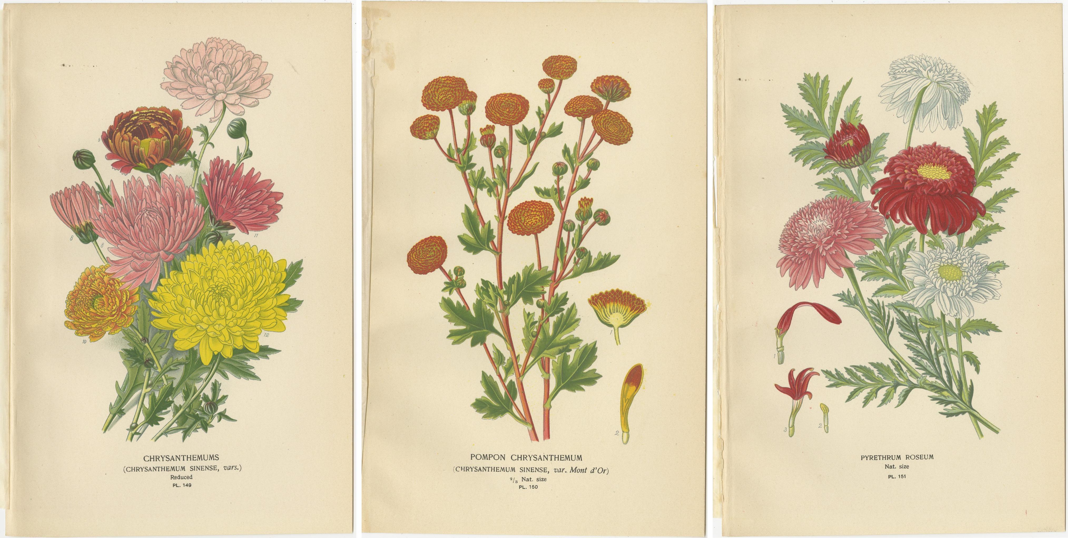 Trio d'estampes botaniques anciennes : Chrysanthèmes, Chrysanthème Pompon & Pyrèthre Roseum  

Ce remarquable ensemble d'estampes botaniques anciennes présente des 