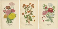 Botanical Prints: Chrysanthemums, Pompon Chrysanthemum & Pyrethrum Roseum, 1897