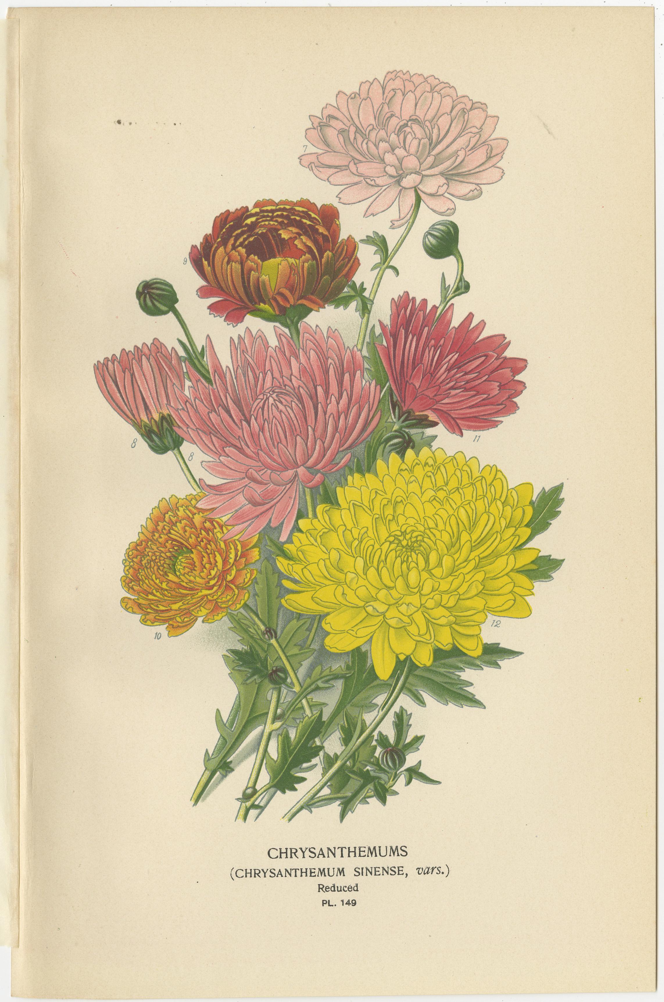 Impressions botaniques : Chrysanthèmes, Pompon Chrysanthèmes et Pyrethrum Roseum, 1897 Bon état - En vente à Langweer, NL
