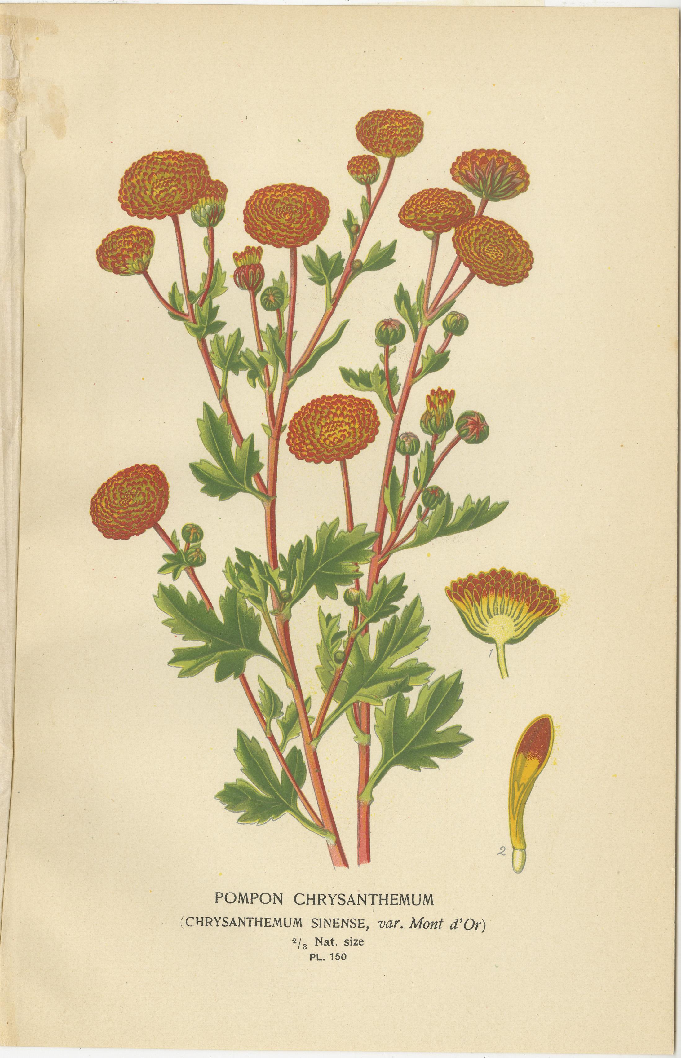 Fin du XIXe siècle Impressions botaniques : Chrysanthèmes, Pompon Chrysanthèmes et Pyrethrum Roseum, 1897 en vente