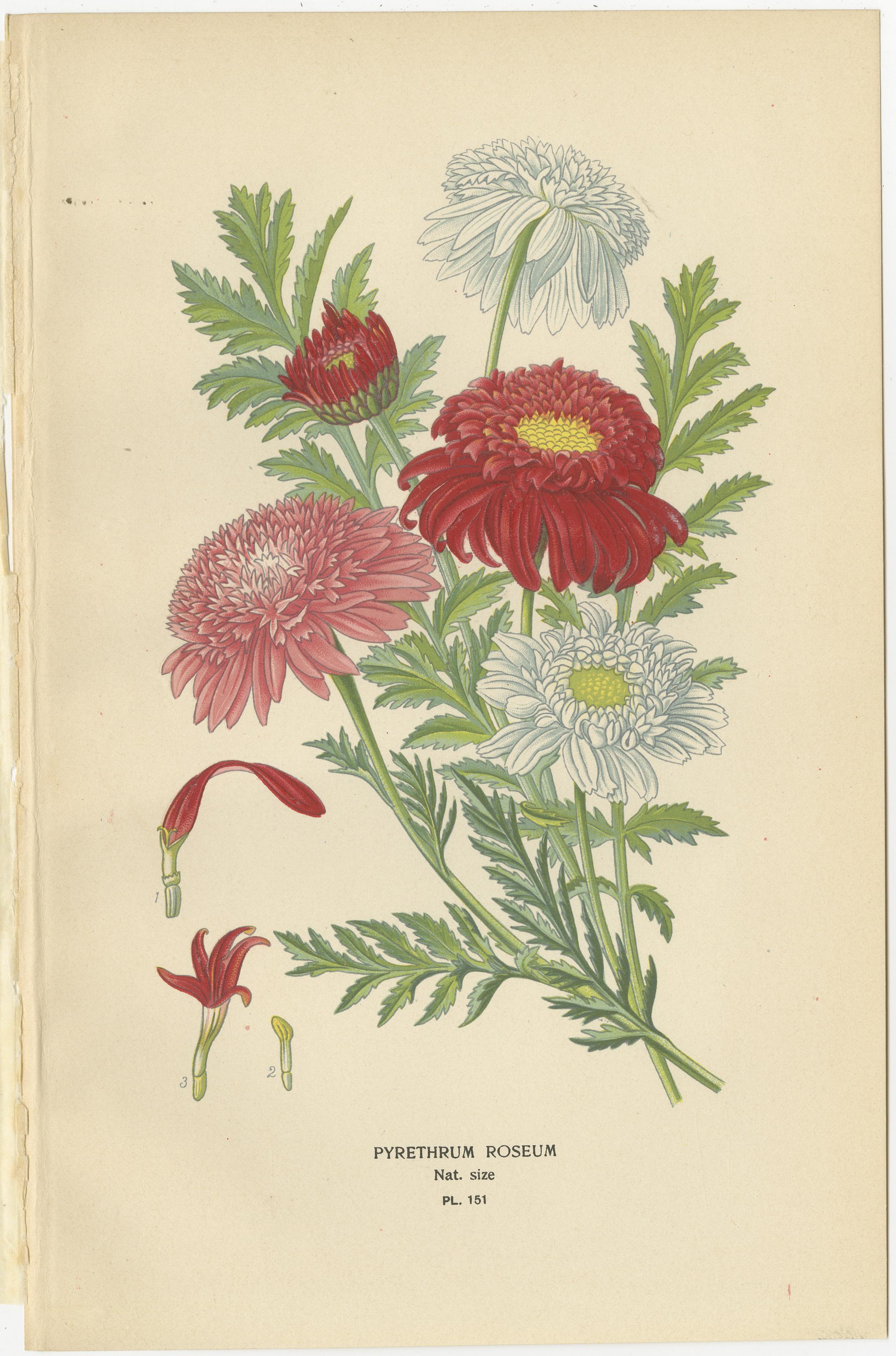 Papier Impressions botaniques : Chrysanthèmes, Pompon Chrysanthèmes et Pyrethrum Roseum, 1897 en vente