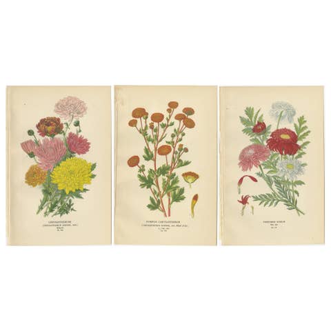 Botanical Prints: Chrysanthemums, Pompon Chrysanthemum & Pyrethrum Roseum, 1897