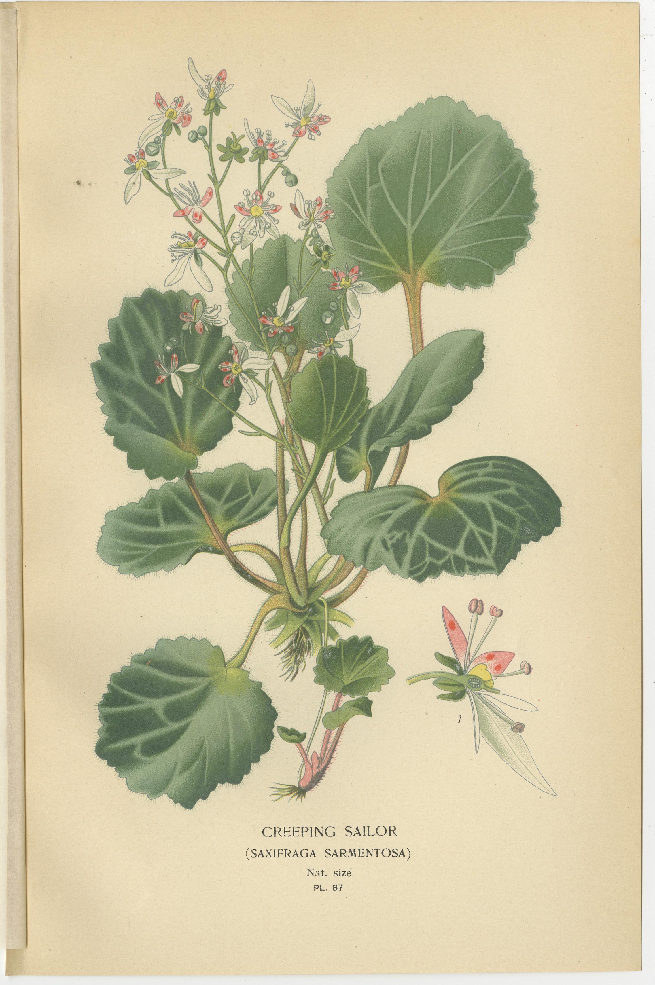 Trio von antiken botanischen Steinbrechdrucken: Kriechender Segler, Londoner Stolz und Dickblättriger Steinbrech  
  
Dieses charmante Set aus drei antiken botanischen Drucken zeigt akribisch detaillierte Darstellungen von Steinbrechpflanzen: