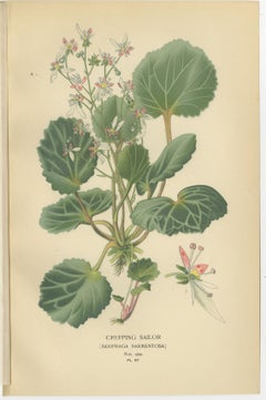 Botanical Prints: Creeping Sailor, London Pride and Thick-Leaved Saxifrage, 1897