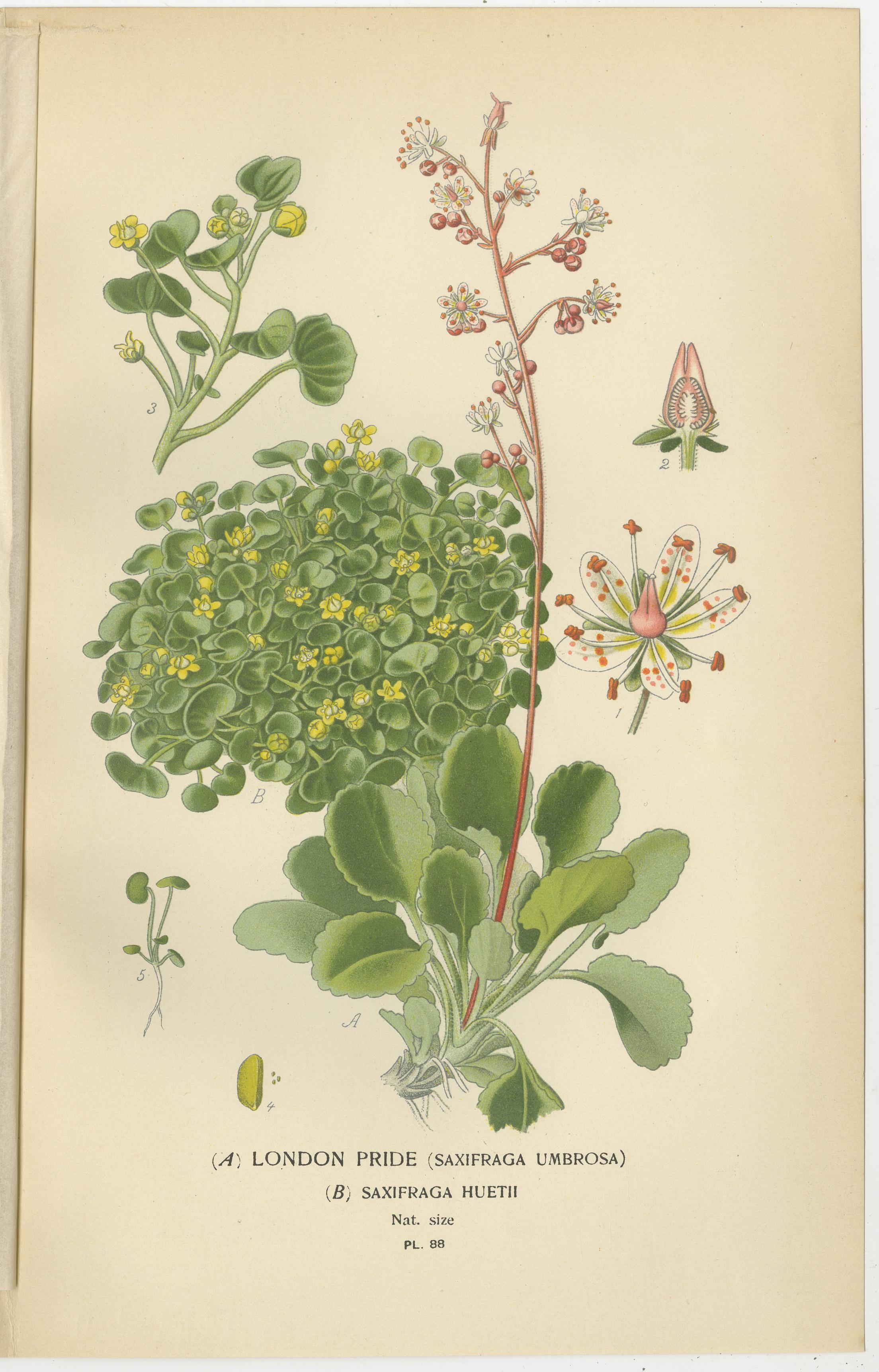Botanical Prints: Creeping Sailor, London Pride and Thick- Leaved Saxifrage, 1897 im Zustand „Gut“ im Angebot in Langweer, NL
