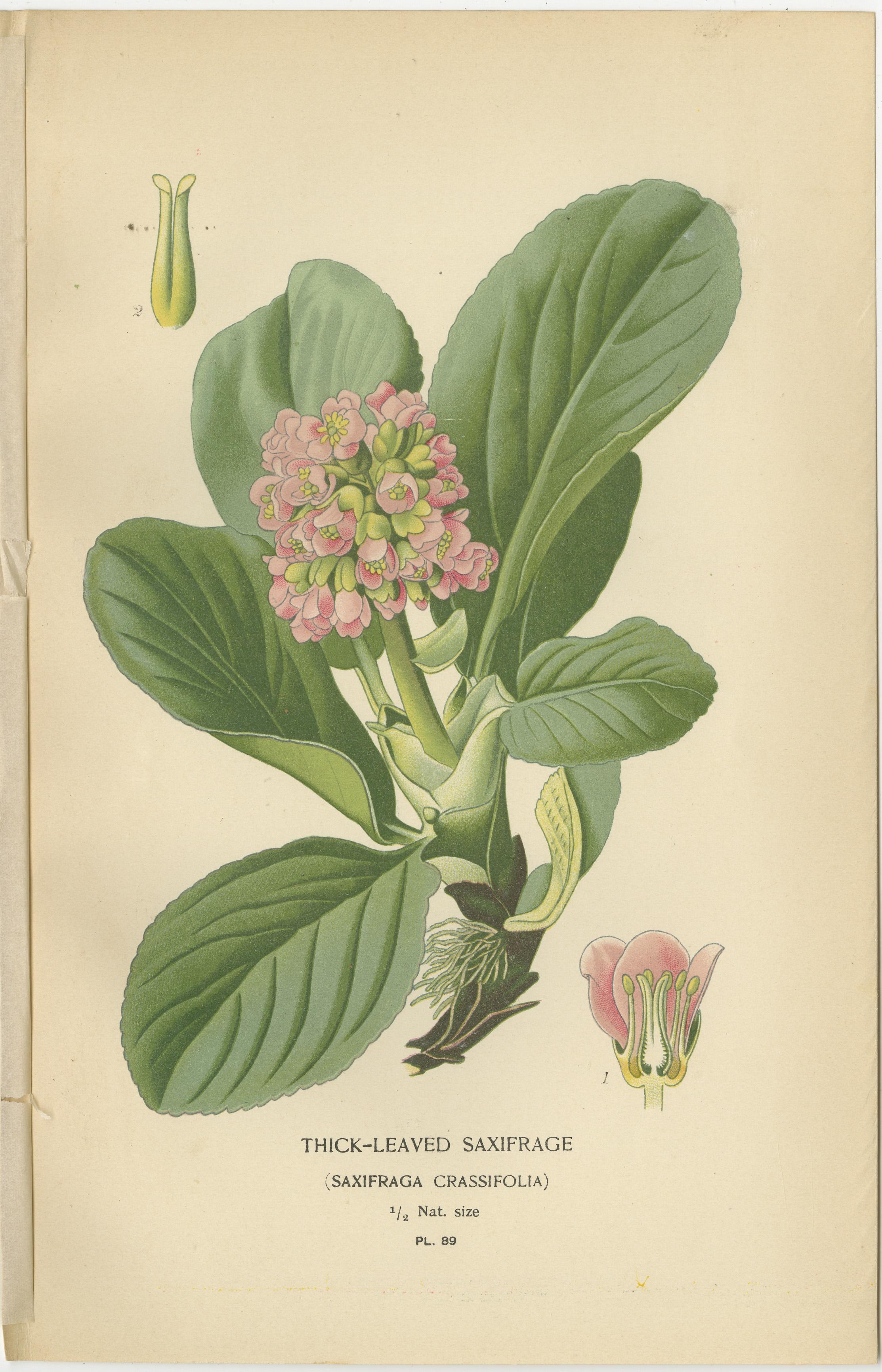 Botanical Prints: Creeping Sailor, London Pride and Thick- Leaved Saxifrage, 1897 (Spätes 19. Jahrhundert) im Angebot
