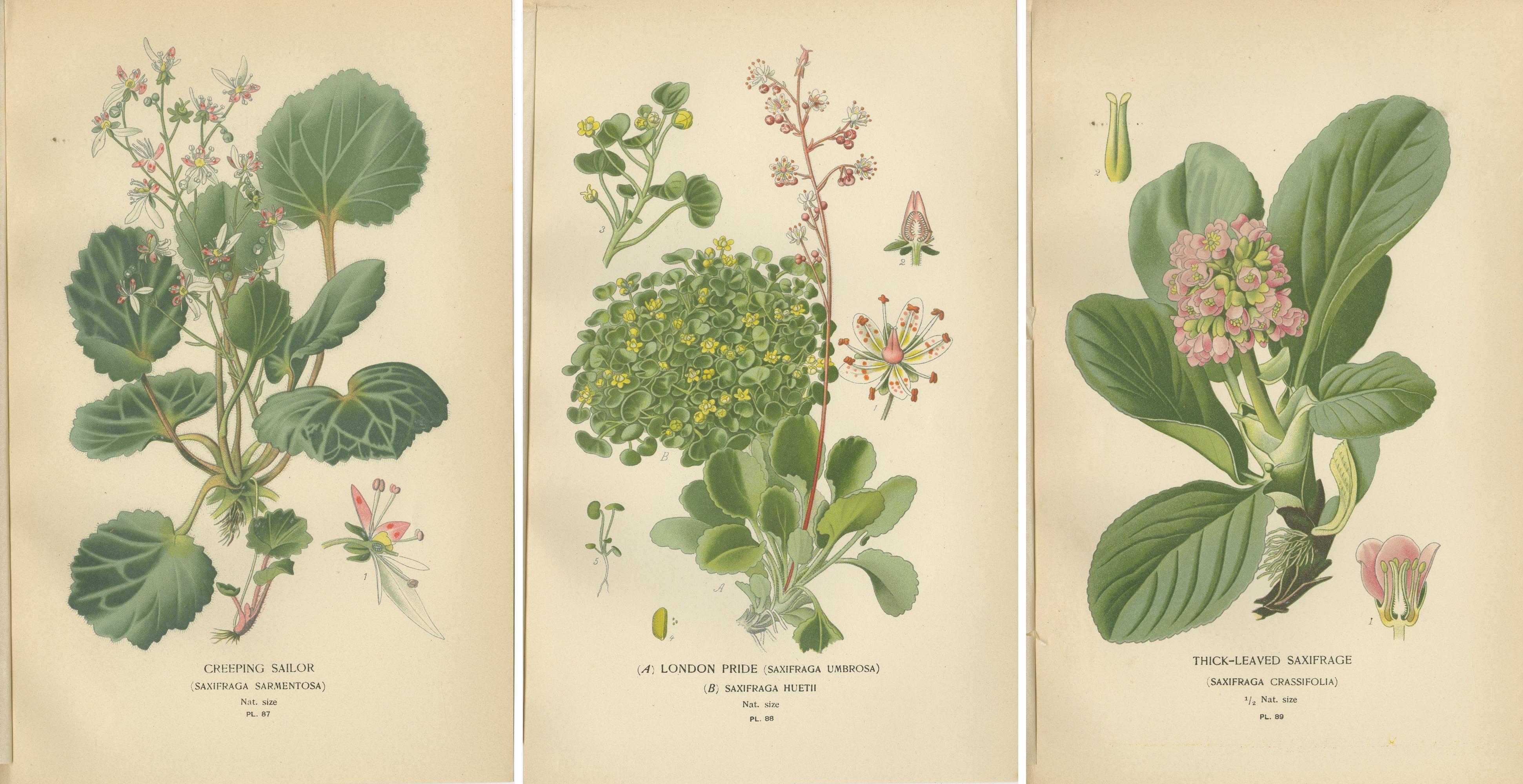 Botanical Prints: Creeping Sailor, London Pride and Thick- Leaved Saxifrage, 1897 (Papier) im Angebot
