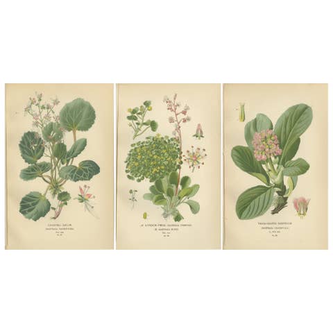 Botanical Prints: Creeping Sailor, London Pride and Thick-Leaved Saxifrage, 1897