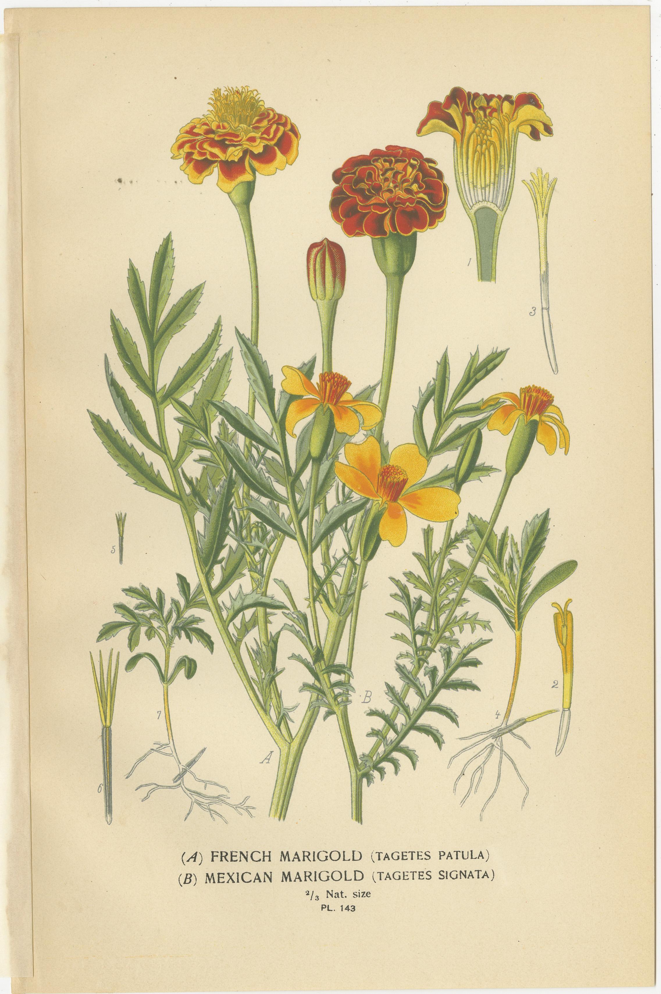 Trio of Antique Botanical Prints: French Marigold, African Marigold & Gaillardia Pulchella  

This brilliant set of antique botanical prints highlights 