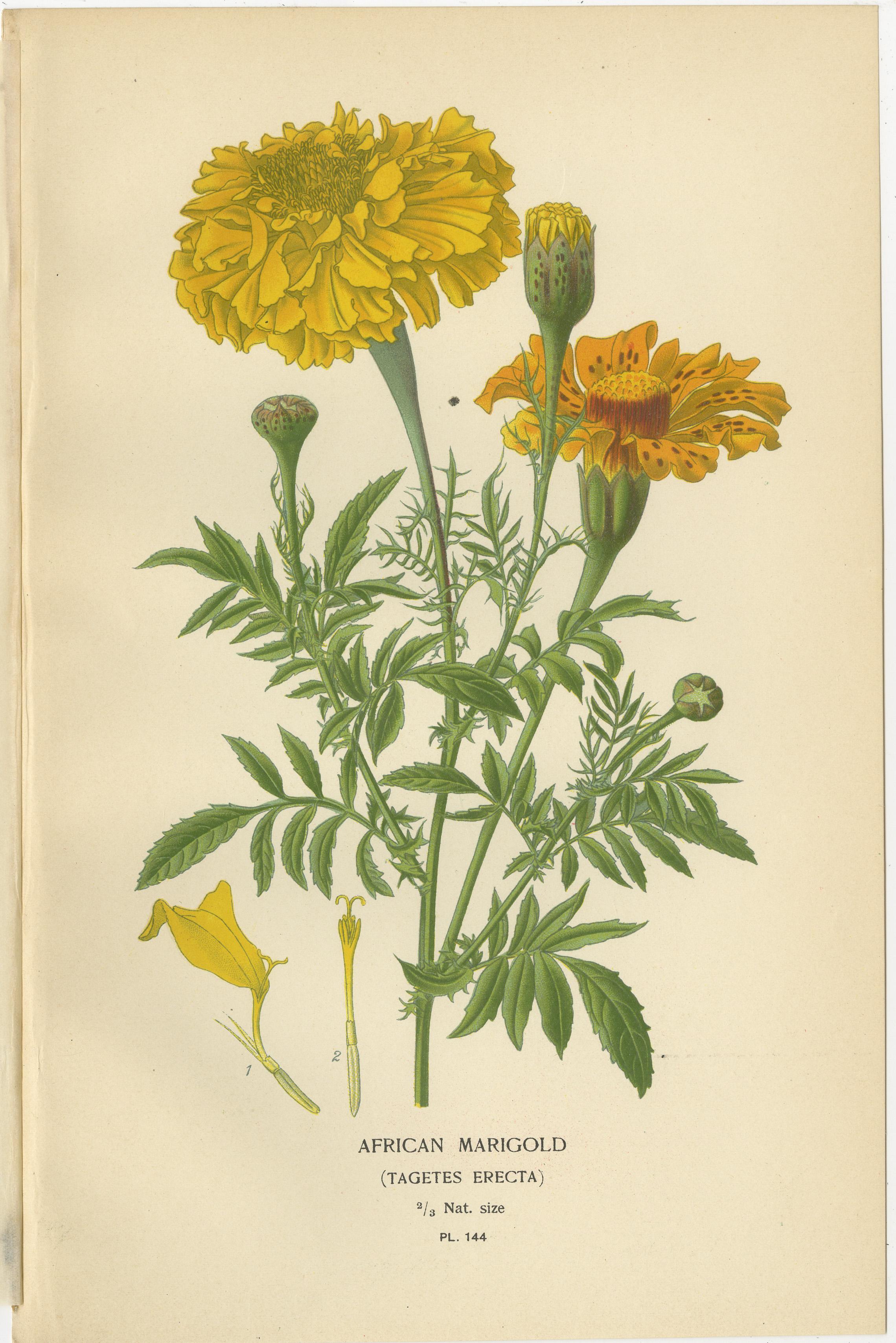 Botanical Prints: French Marigold, African Marigold & Gaillardia Pulchella, 1897 In Good Condition For Sale In Langweer, NL