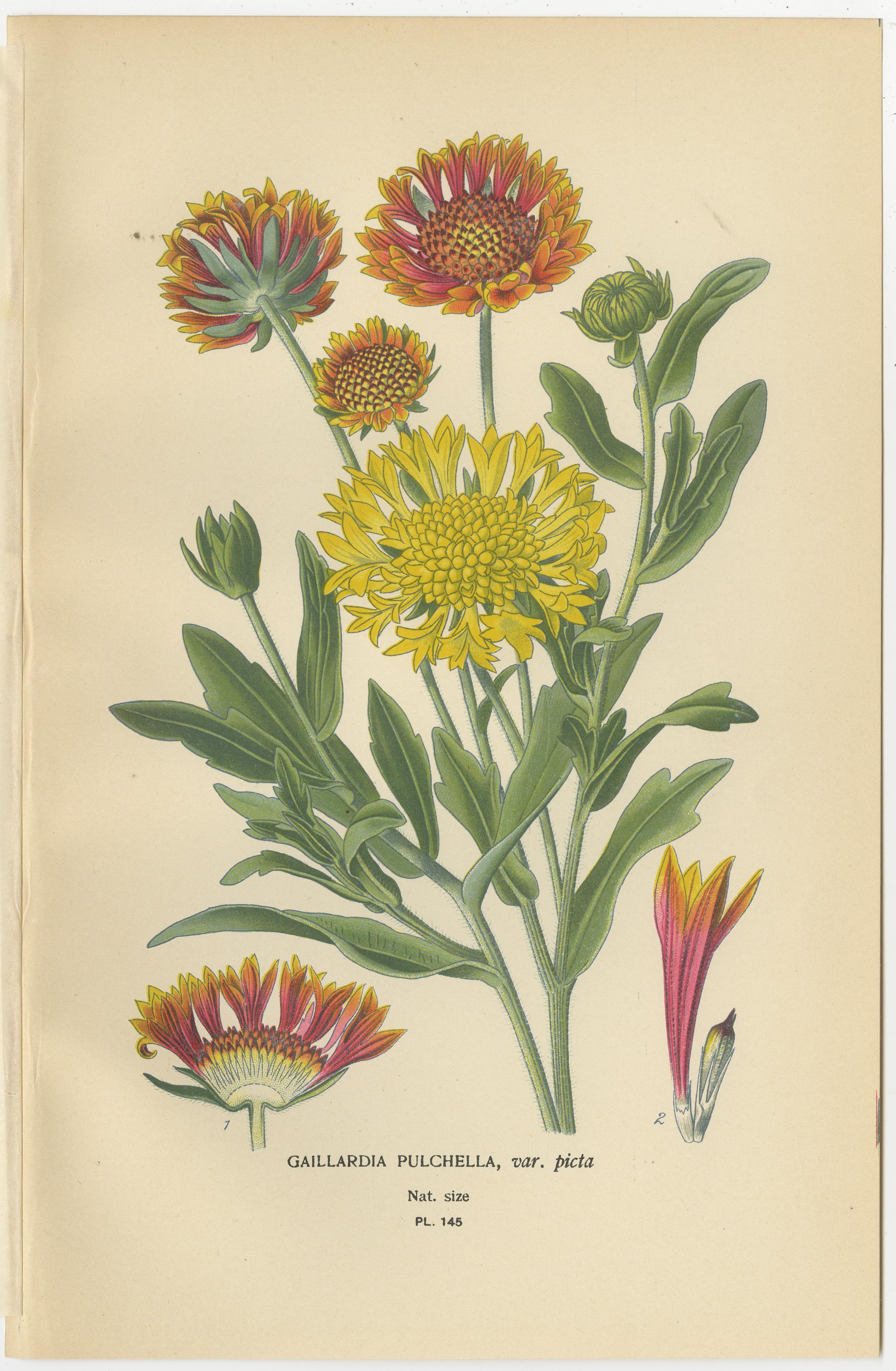 Late 19th Century Botanical Prints: French Marigold, African Marigold & Gaillardia Pulchella, 1897 For Sale