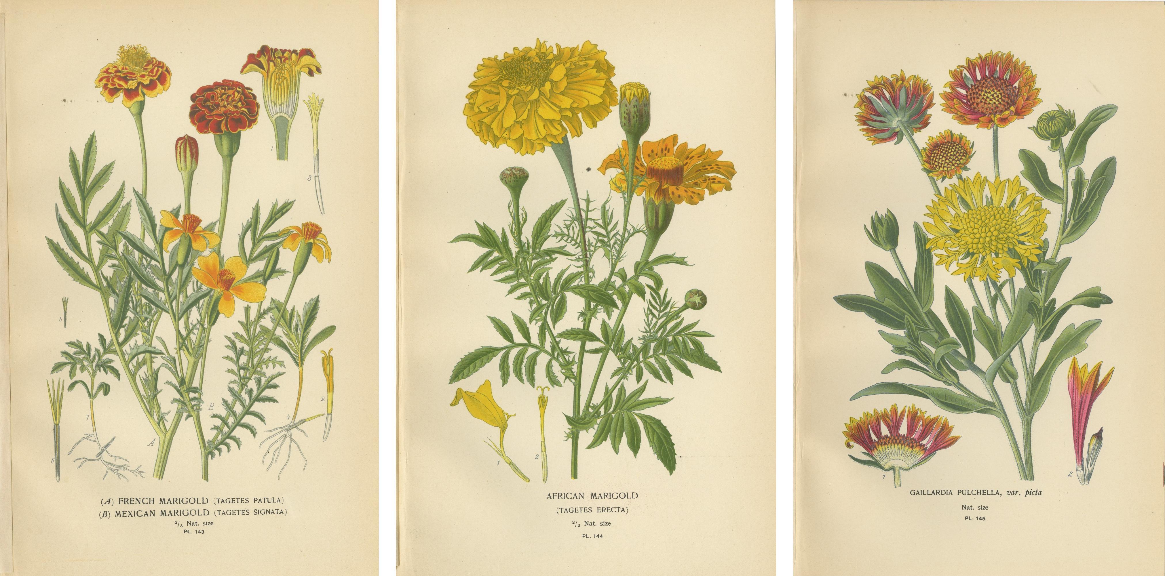 Paper Botanical Prints: French Marigold, African Marigold & Gaillardia Pulchella, 1897 For Sale
