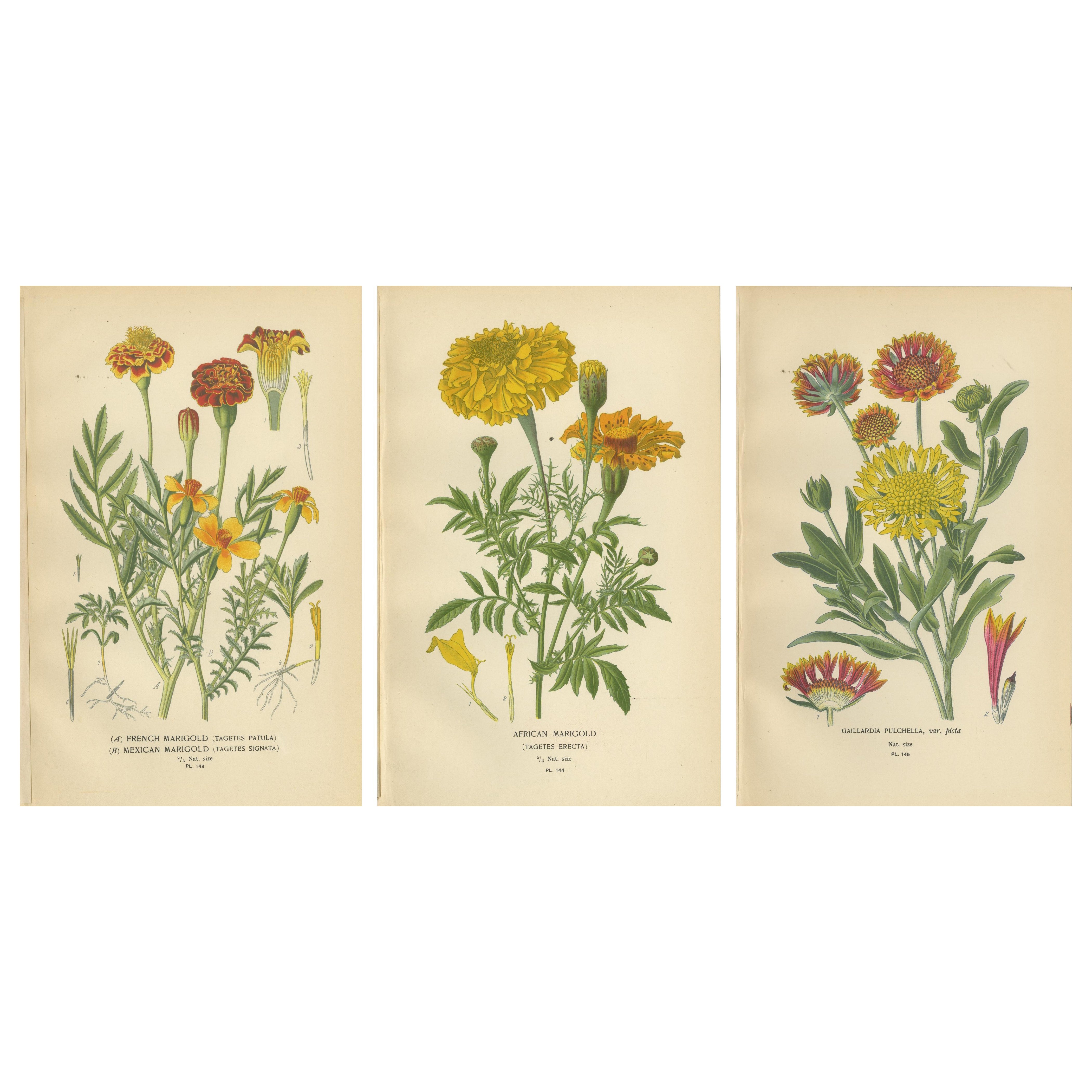 Botanical Prints: French Marigold, African Marigold & Gaillardia Pulchella, 1897