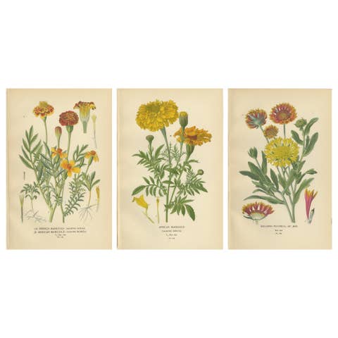 Botanical Prints: French Marigold, African Marigold & Gaillardia Pulchella, 1897