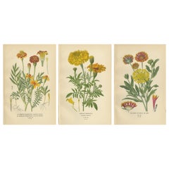 Botanical Prints: French Marigold, African Marigold & Gaillardia Pulchella, 1897