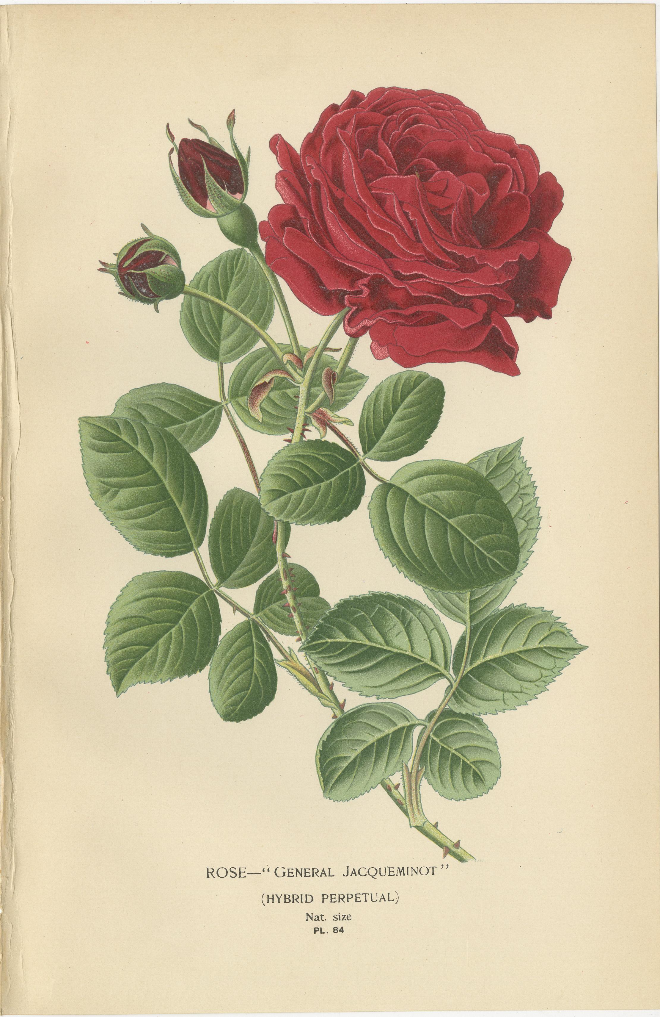 Trio of Antique Botanical Prints: General Jacqueminot Rose, Silvery Cinquefoil & Scarlet Avens  

This delightful collection of three antique botanical prints showcases the captivating beauty of nature through detailed illustrations: 