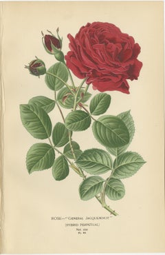 Botanical Prints: General Jacqueminot Rose, Silvery Cinquefoil & Scarlet Avens
