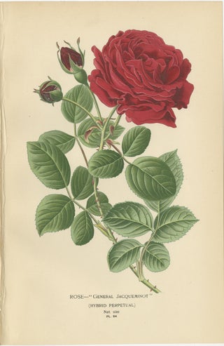 Botanical Prints: General Jacqueminot Rose, Silvery Cinquefoil & Scarlet Avens, view 2