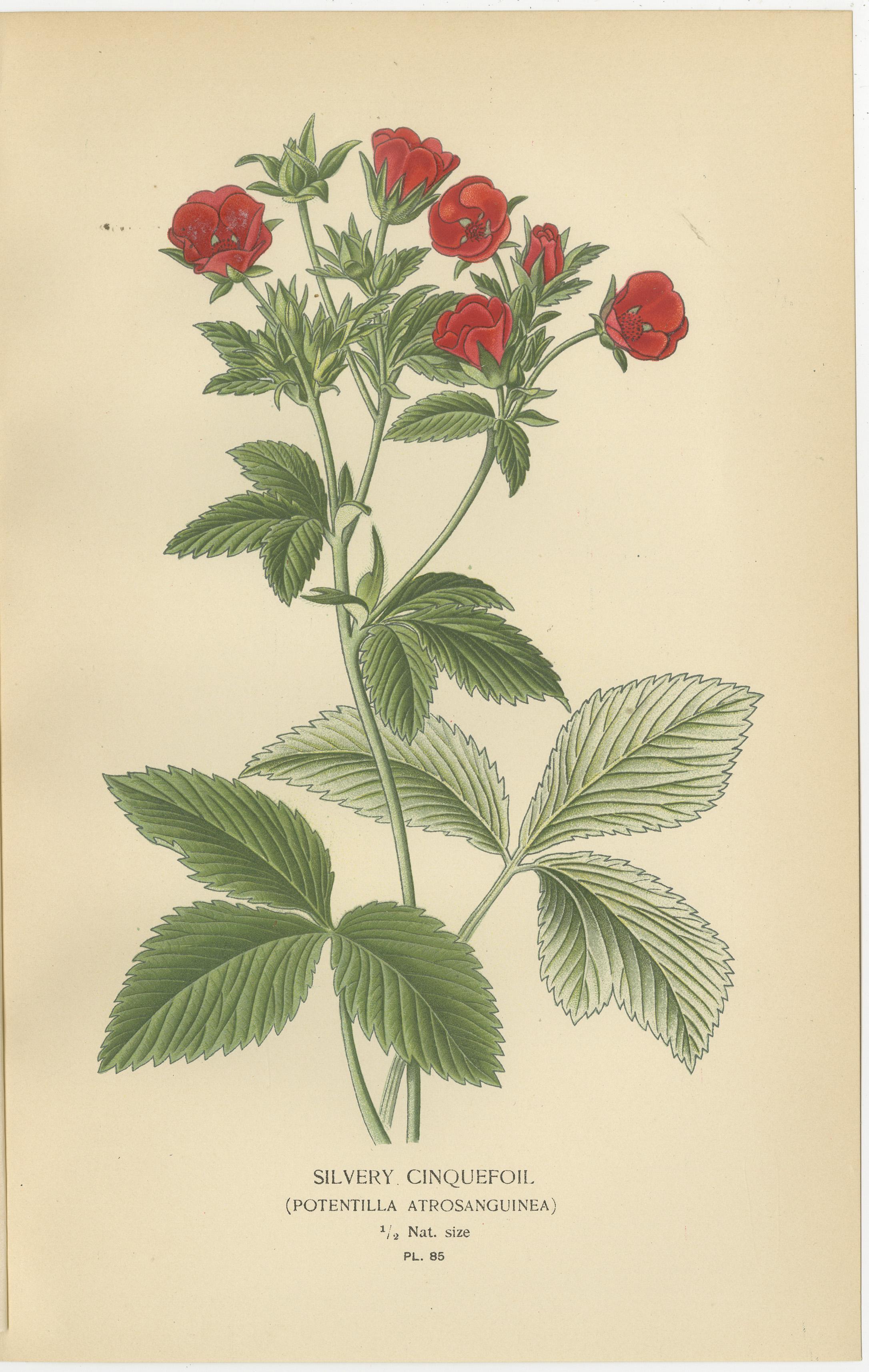 Botanical Prints: General Jacqueminot Rose, Silvery Cinquefoil & Scarlet Avens In Good Condition For Sale In Langweer, NL