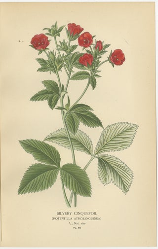 Botanical Prints: General Jacqueminot Rose, Silvery Cinquefoil & Scarlet Avens, view 3