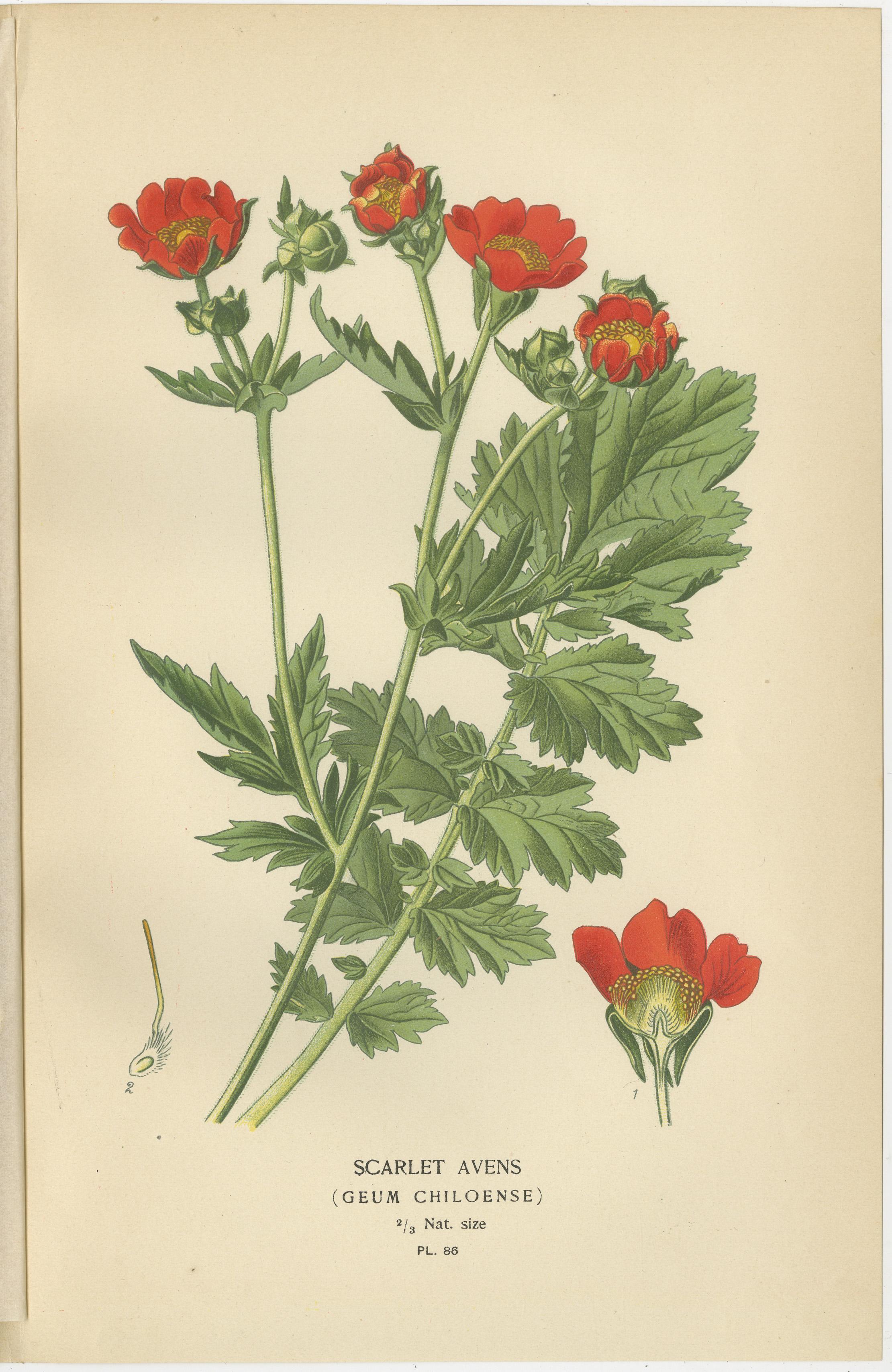 Late 19th Century Botanical Prints: General Jacqueminot Rose, Silvery Cinquefoil & Scarlet Avens For Sale