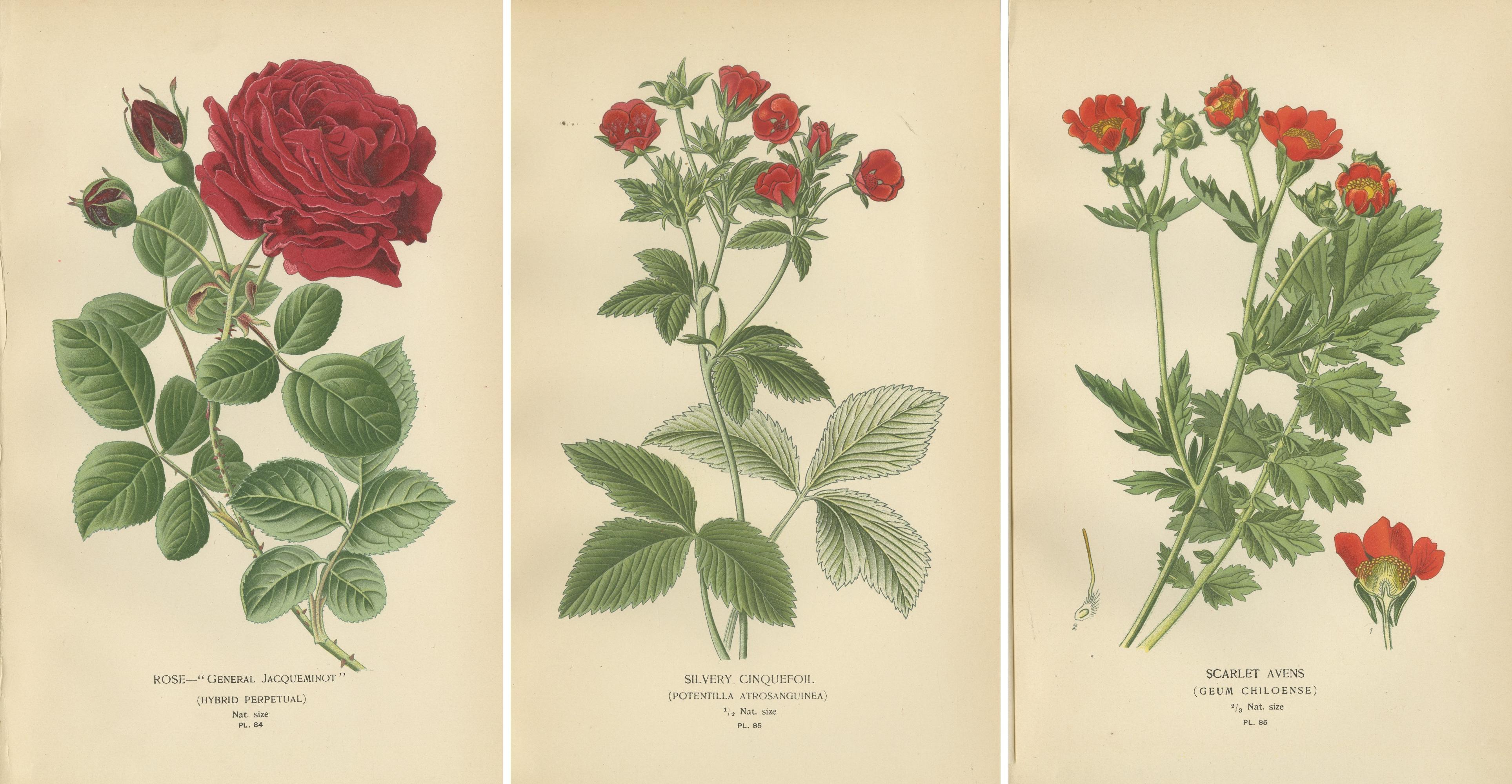 Paper Botanical Prints: General Jacqueminot Rose, Silvery Cinquefoil & Scarlet Avens For Sale