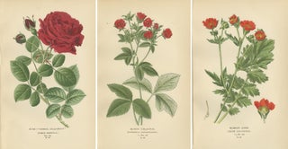 Botanical Prints: General Jacqueminot Rose, Silvery Cinquefoil & Scarlet Avens, view 5