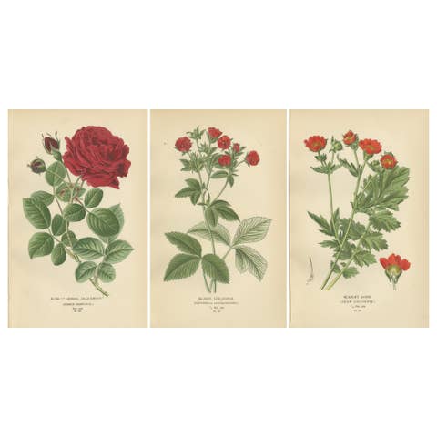 Botanical Prints: General Jacqueminot Rose, Silvery Cinquefoil & Scarlet Avens