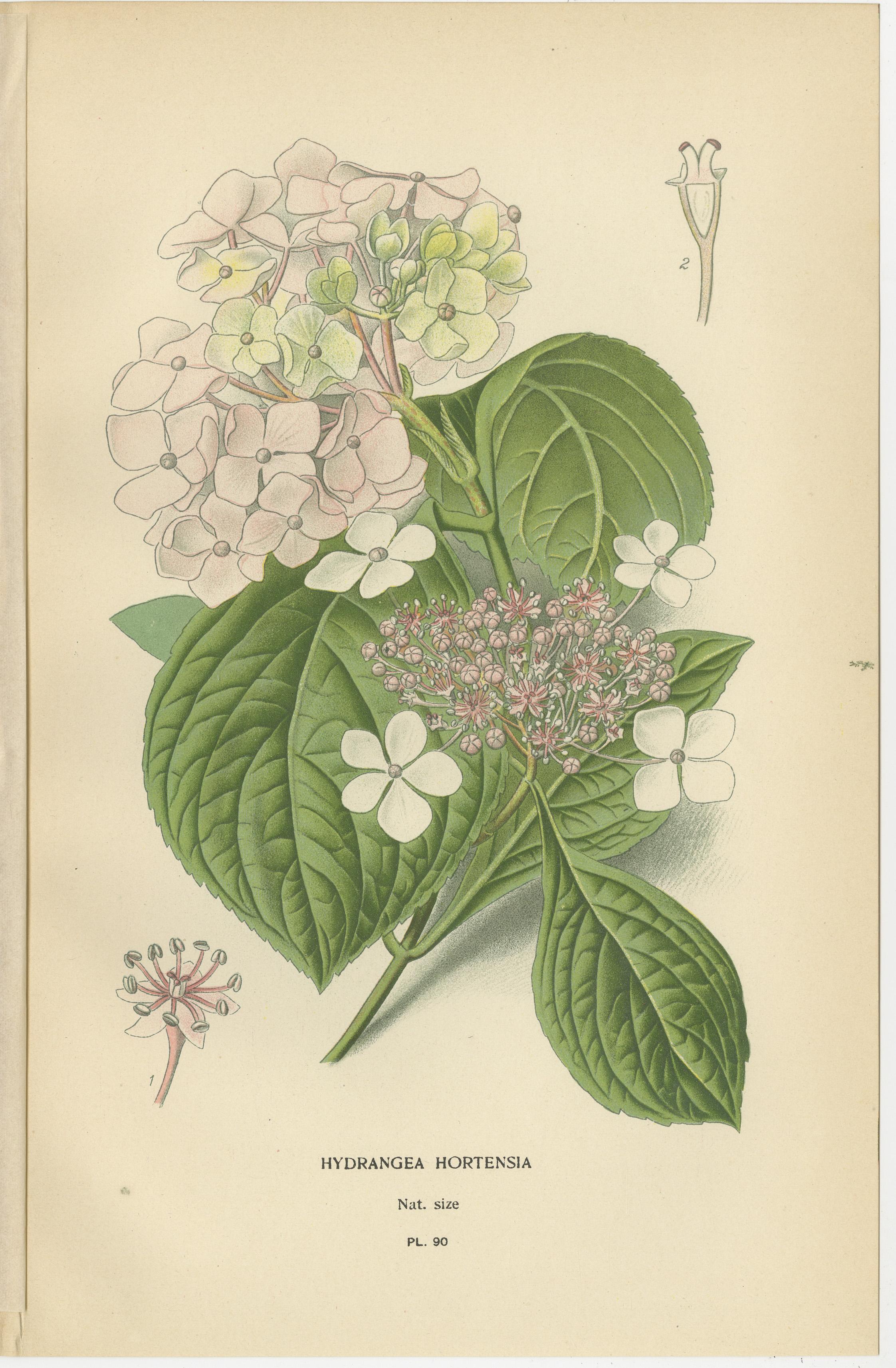 Trío de grabados botánicos antiguos: Hortensia Hortensia, Deutzia Gracilis y Spirea Japonesa  

Este elegante conjunto de tres grabados botánicos antiguos ilustra bellamente la 