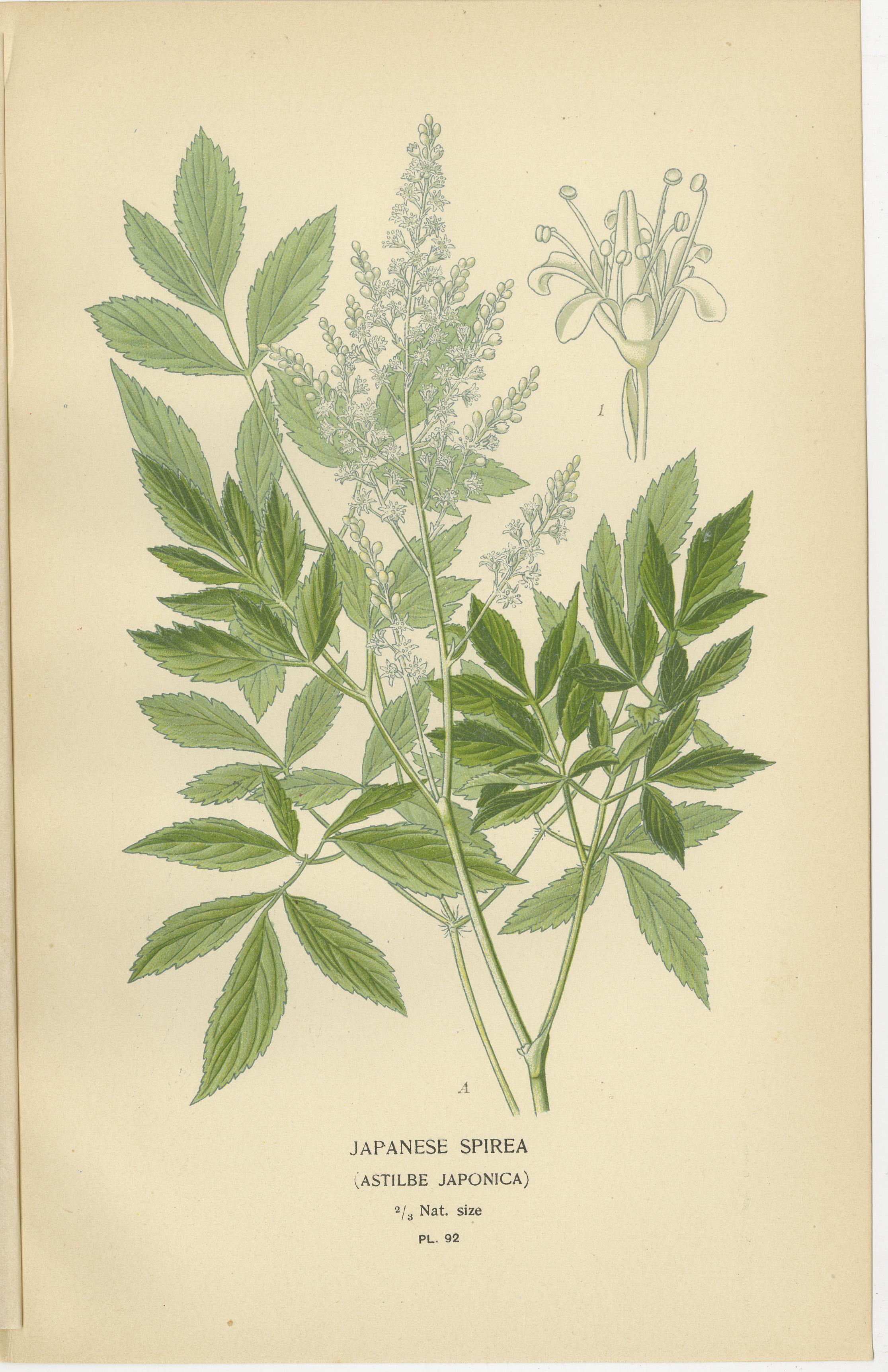 Impresiones Botánicas: Hydrangea Hortensia, Deutzia Gracilis y Spirea Japonesa Fines del siglo XIX en venta
