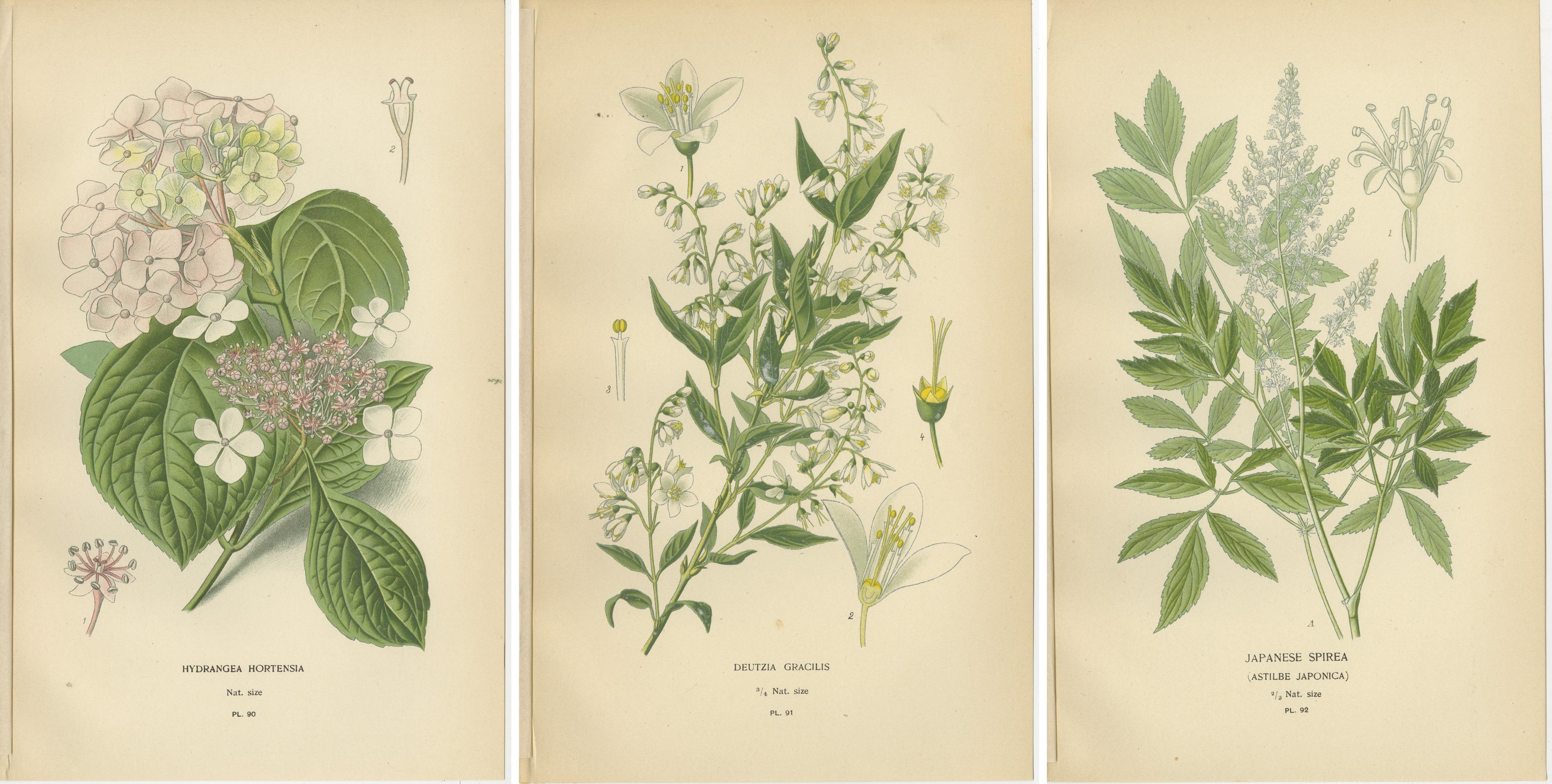 Impresiones Botánicas: Hydrangea Hortensia, Deutzia Gracilis y Spirea Japonesa Papel en venta