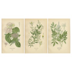 Botanical Prints: Hydrangea Hortensia, Deutzia Gracilis and Japanese Spirea