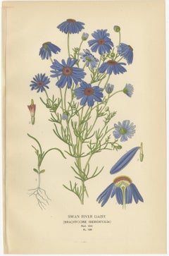 Antique Botanical Prints Set of Daisies, Vintage Floral Art, 1897