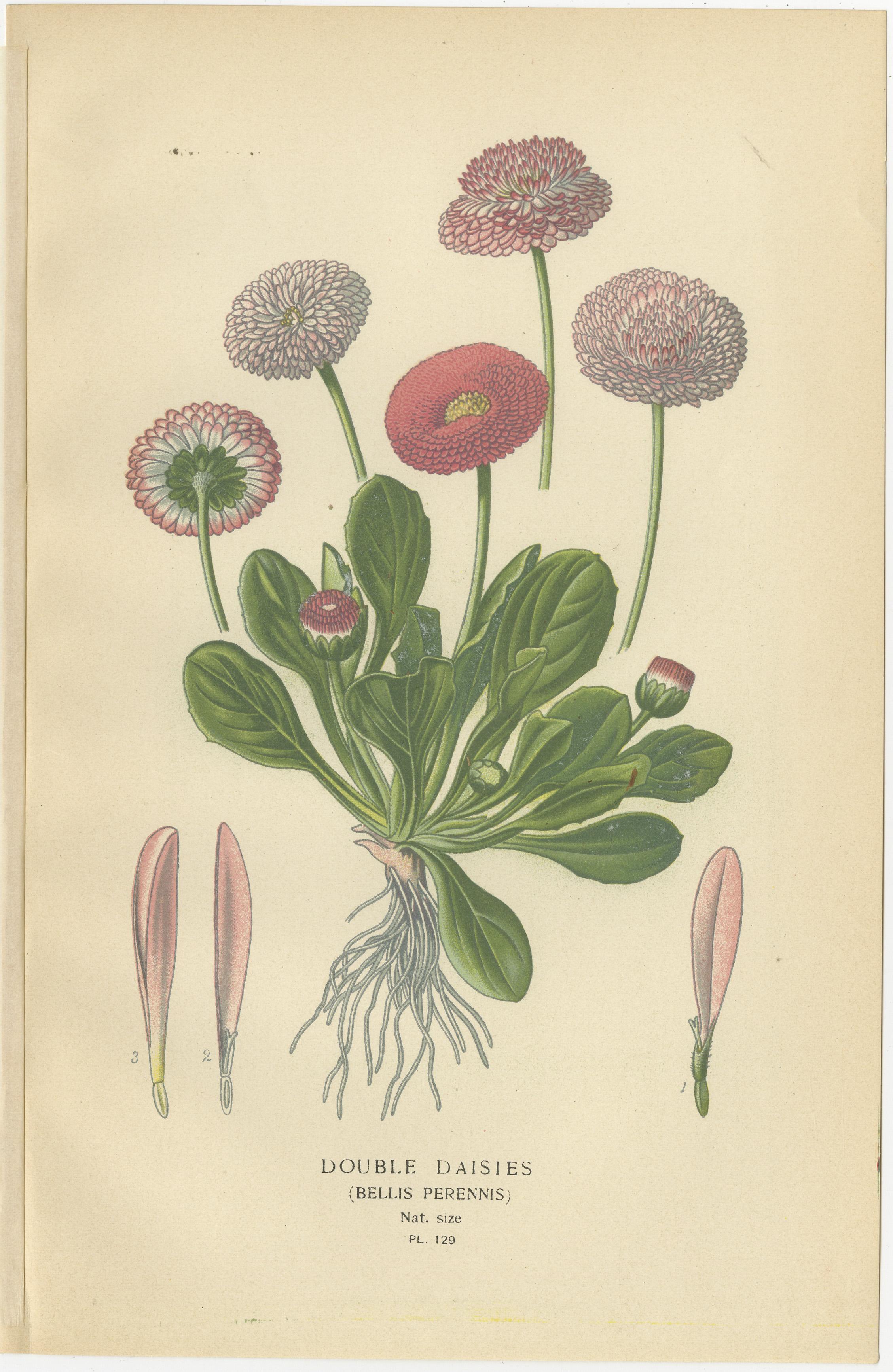Botanical-Drucke: Swan River Daisy, Double Daisies & Michaelmas Daisies, 1897 im Zustand „Gut“ im Angebot in Langweer, NL
